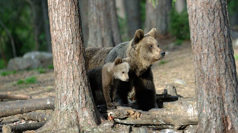 In Germania si sta preparando un grande recinto per gli orsi trentini. Non si poteva realizzare in val Rendena?