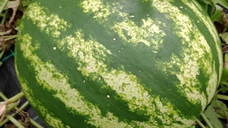 Angurie e meloni “pinzoleri DOC”!