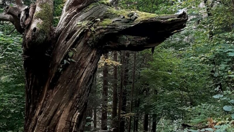 Il magnifico “drago” della val San Valentino