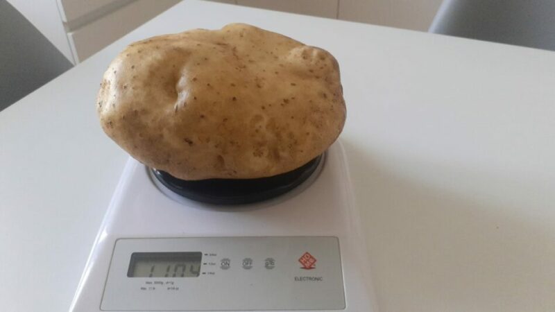 Pinzolo: patata record raccolta a Ruina