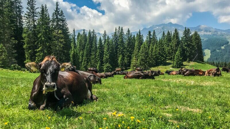 Approvato il bando per investimenti non produttivi agricoli con finalità ambientale