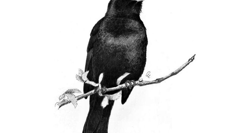 Anche quest’anno i giorni della merla sono stati caratterizzati da temperature superiori alle medie del periodo…