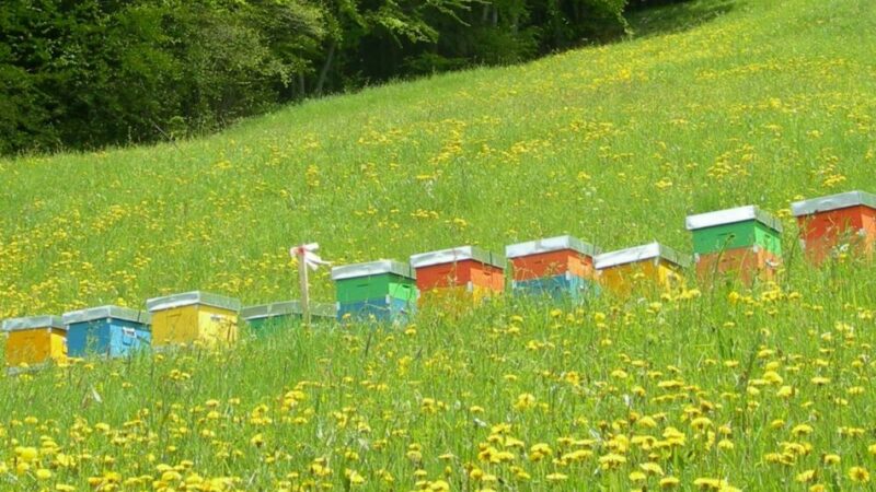 “Api, sentinelle della qualità ambientale” si presentano i risultati, giovedì 20 febbraio a Pinzolo