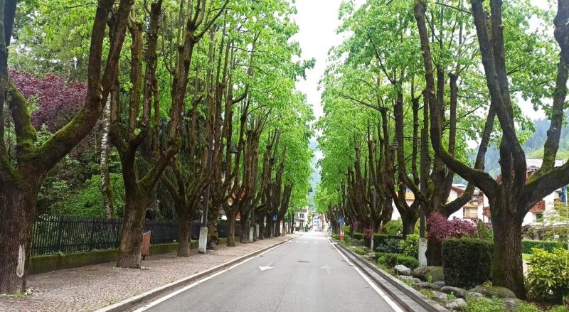 Il viale dei tigli di Pinzolo: un secolo di bellezza e memoria
