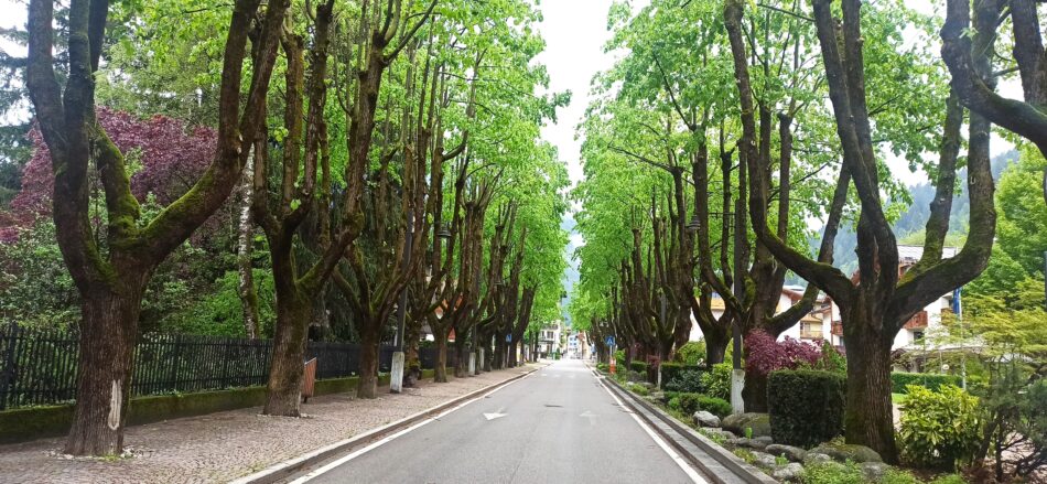 Il viale dei tigli di Pinzolo: un secolo di bellezza e memoria