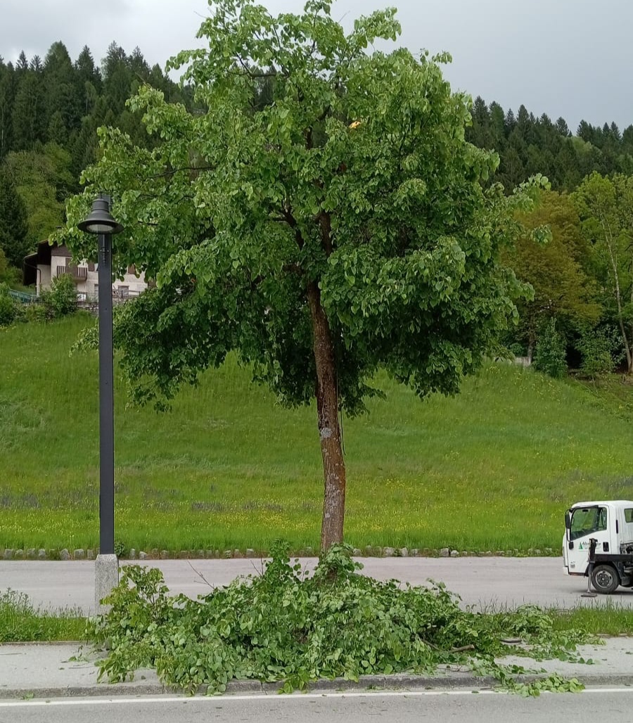 Pinzolo: è iniziata la potatura degli alberi anche lungo viale Bolognini
