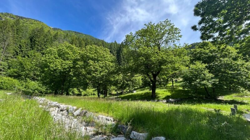 BIM Sarca – Il Parco fluviale della Sarca apre il “Bando Castagno”