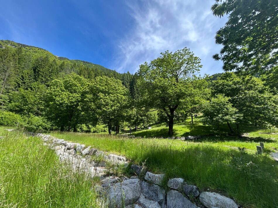 BIM Sarca – Il Parco fluviale della Sarca apre il “Bando Castagno”
