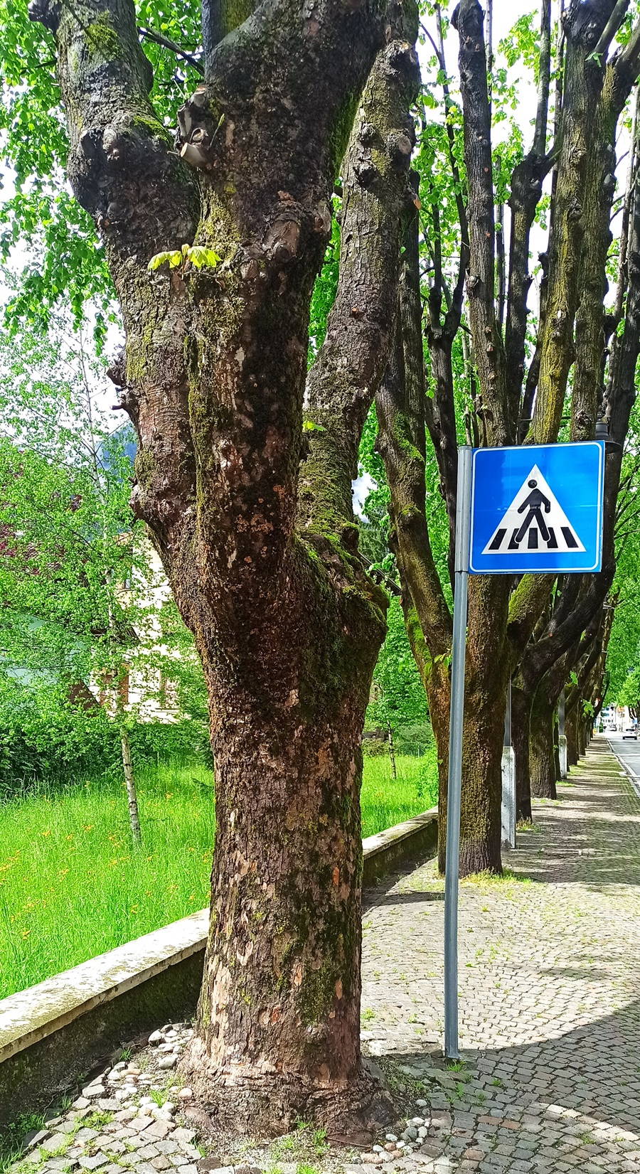Ecco l'unico acero presente lungo corso Trento a Pinzolo