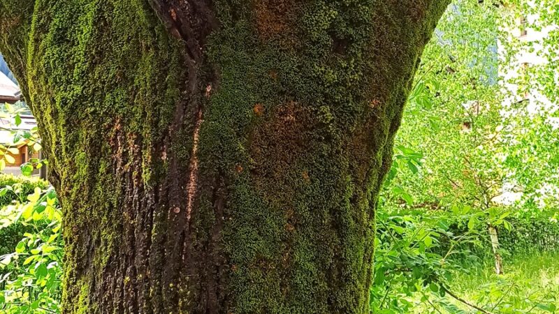 Pinzolo: muschio sui tronchi dei tigli di corso Trento. È opportuno intervenire?