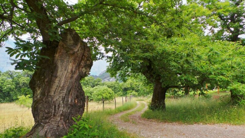 Parco Fluviale della Sarca – Bando Castagno: due serate di presentazione