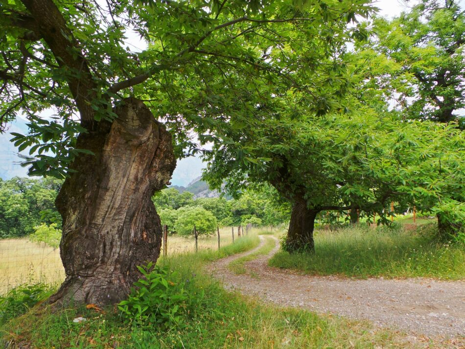 Parco Fluviale della Sarca – Bando Castagno: due serate di presentazione