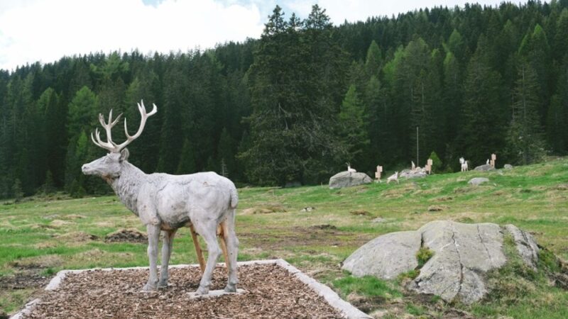 Junior Park a Madonna di Campiglio: sabato 14 giugno si inaugura il nuovo parco tematico dedicato alla fauna