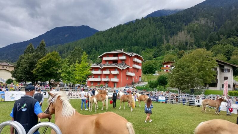 Mattinata di cavalli e tanta gente a Strembo: successo per l’evento dedicato agli Haflinger e Noriker
