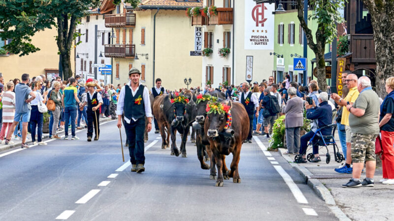 Ordinanza disciplina del transito per la sfilata “Giovenche di Razza Rendena” | 6 settembre 2025