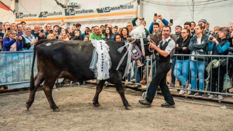 Pinzolo – Alla giovenca Udit Lobbia, di Valentino Collini, assegnato il titolo di “Reginetta 2025”