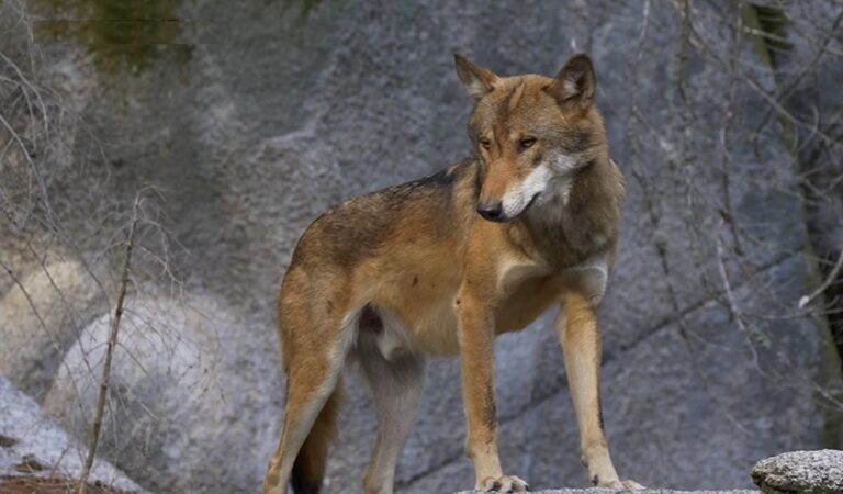 Porte di Rendena, fino a domenica 21 settembre si può votare per la consultazione popolare sui grandi carnivori