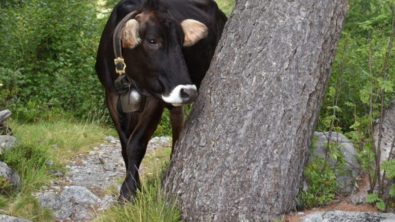 Giovenche, api e salvaguardia del territorio