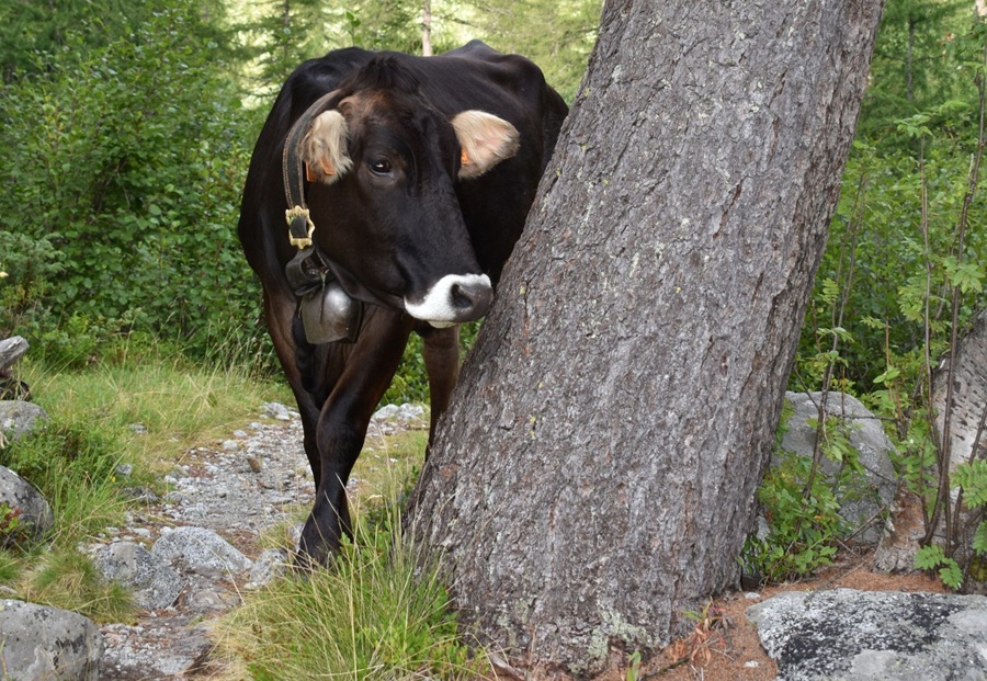 Giovenche, api e salvaguardia del territorio