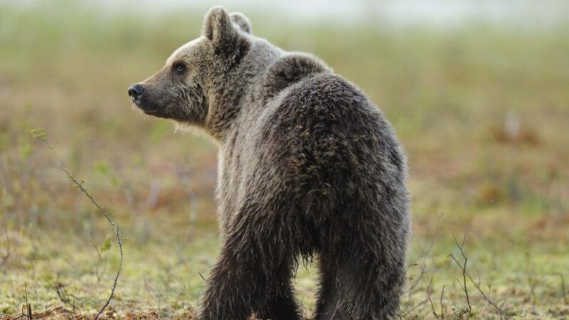 L’orsa F3 ha perso il radiocollare dopo la reimmissione in natura