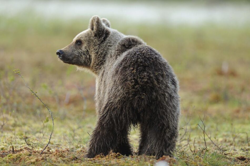 Spiazzo, reimmessa in natura l’orsa F3