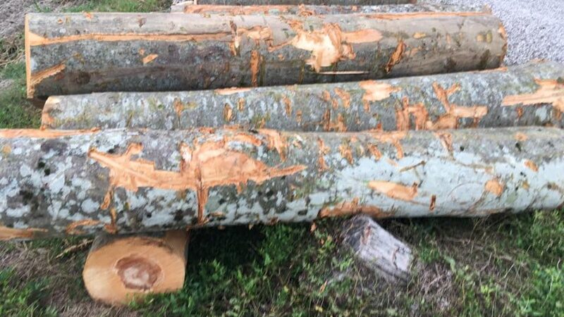 Comune di Pinzolo: Avviso di vendita legna di faggio