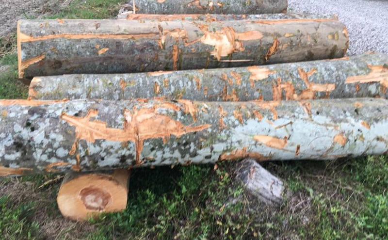 Pinzolo – Avviso legname da ardere in stanghe derivante dai lavori di esbosco dei lotti per la realizzazione della pista Plaza