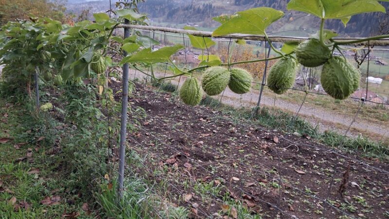 Chayote: cos’è sta roba?
