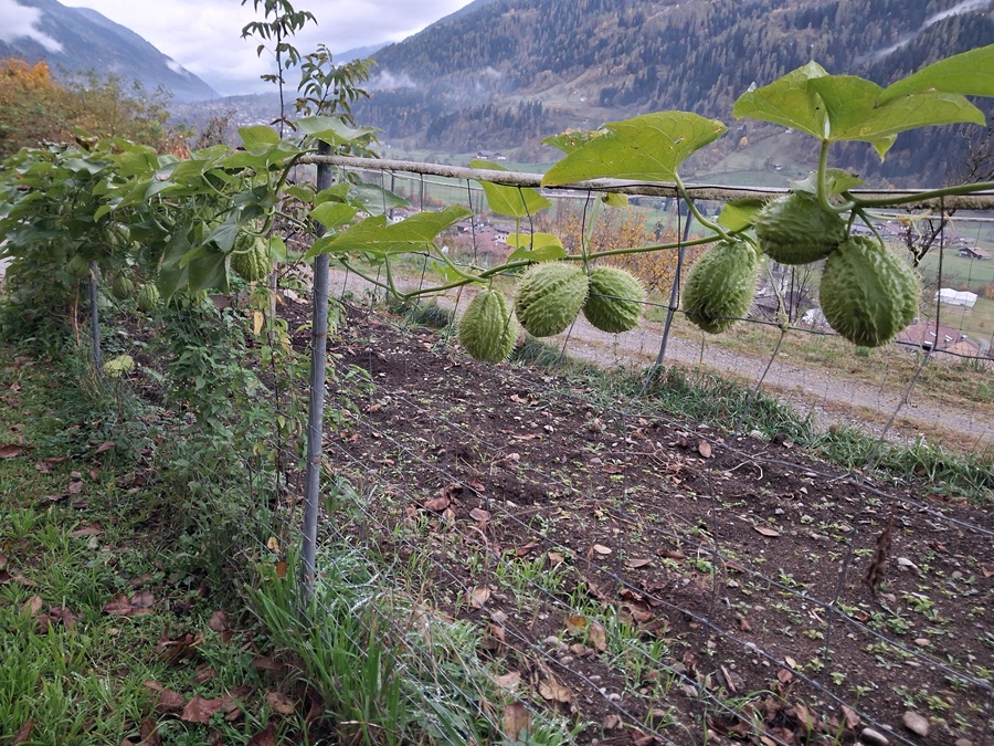Chayote: cos’è sta roba?