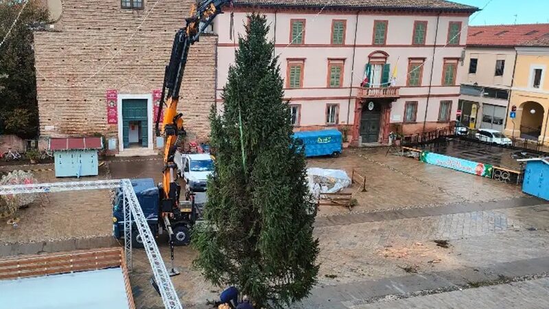 Cervia: in piazza Garibaldi il maestoso abete donato dal Comune di Pinzolo