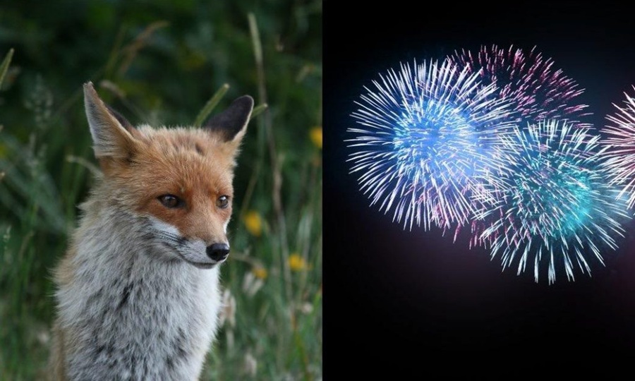 Fuochi d’artificio – Lettera aperta agli amministratori dei comuni della Val Rendena