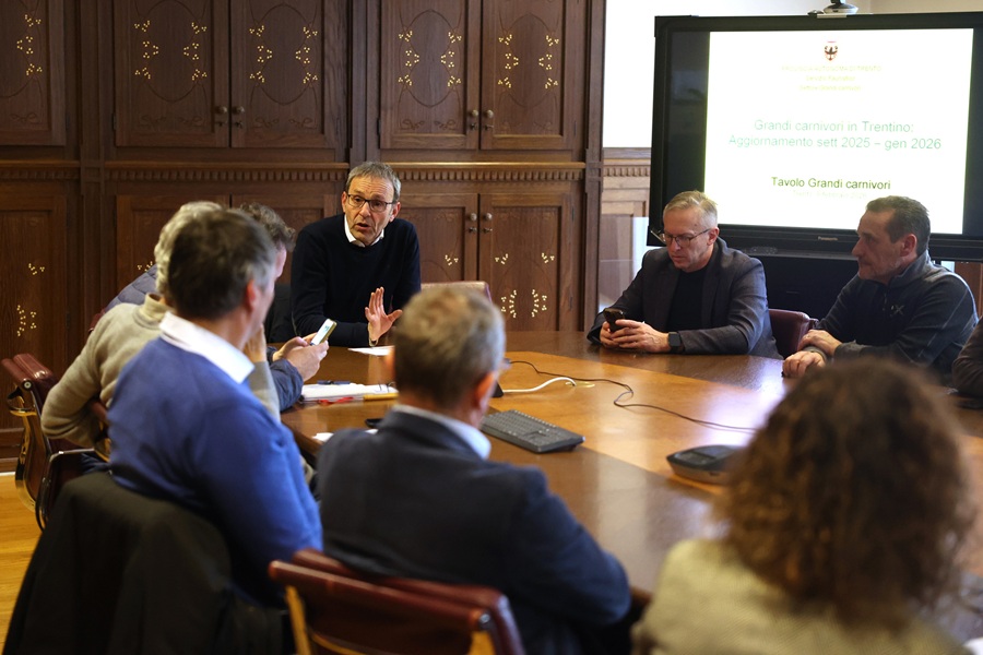 Trentino: calano i danni da orso, in aumento quelli da lupo