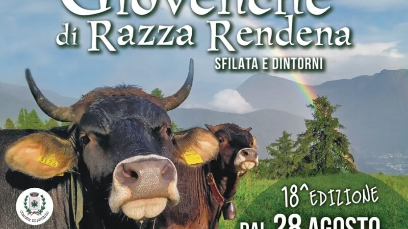 Giovenche di razza Rendena. Sfilata e… dintorni – dal 28 agosto al 5 settembre 2026