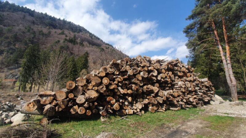 Comune di Pinzolo: Avviso di vendita legna di faggio in stanghe