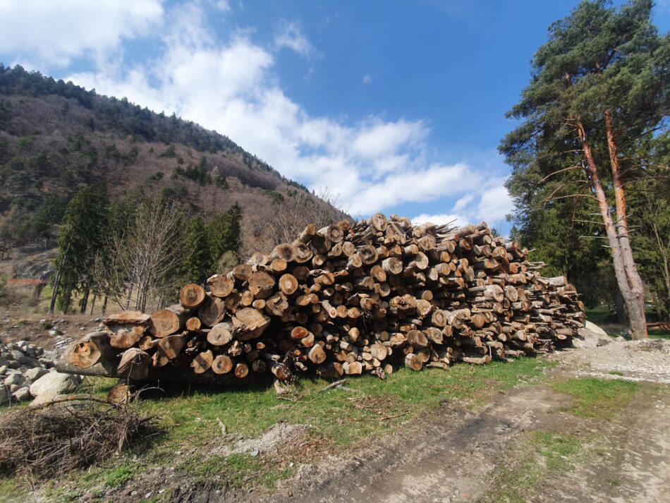 Comune di Pinzolo: Avviso di vendita legna di faggio in stanghe