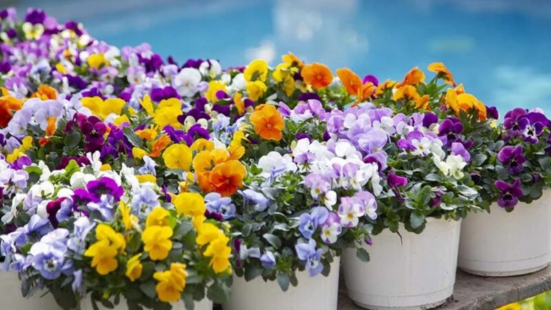 Tione celebra la Giornata Mondiale della Poesia con «Sinfonia di emozioni»