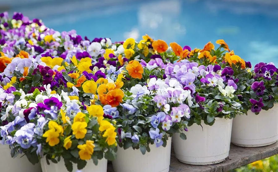 Tione celebra la Giornata Mondiale della Poesia con «Sinfonia di emozioni»