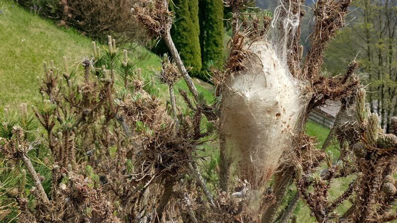 Nidi di processionaria nel Cimitero austro-ungarico di Bondo