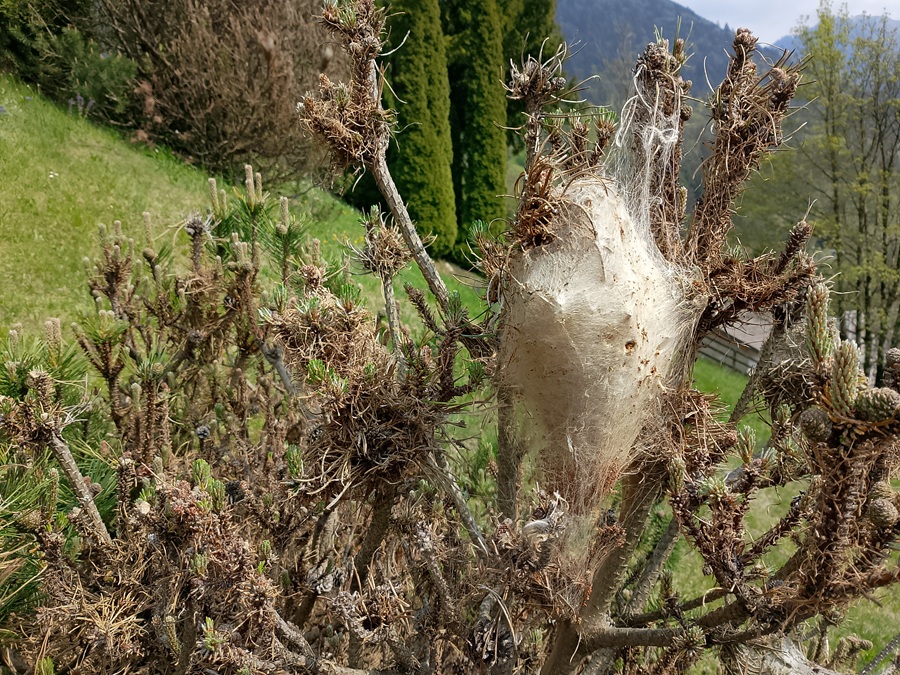 Nidi di processionaria nel Cimitero austro-ungarico di Bondo