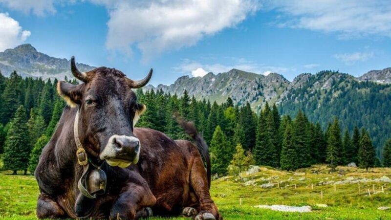 La storia genetica delle valli dolomitiche: i Rendeneri e i loro bovini