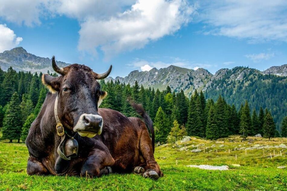 La storia genetica delle valli dolomitiche: i Rendeneri e i loro bovini