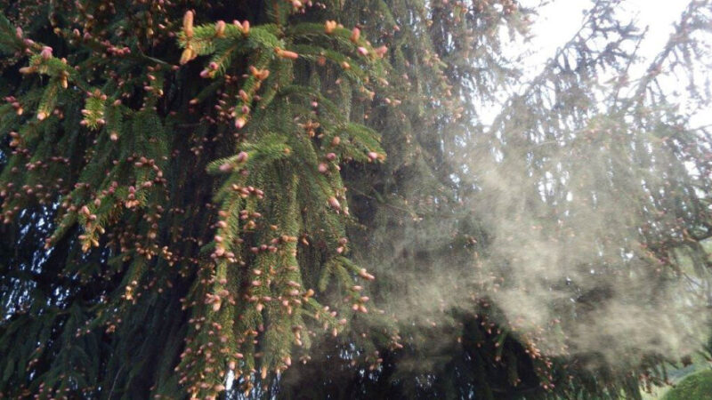 Val Rendena e Pinzolo, “pioggia gialla” nei boschi: è il polline degli abeti rossi