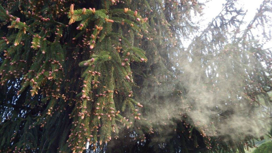 Val Rendena e Pinzolo, “pioggia gialla” nei boschi: è il polline degli abeti rossi