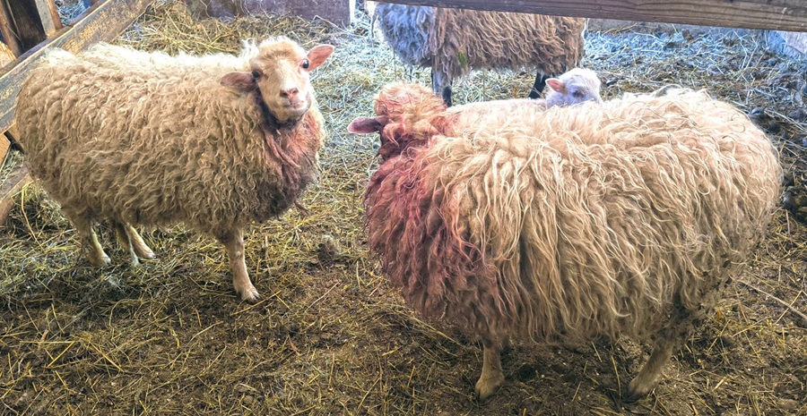 Saone – I predatori tornano a colpire: tra paura e amarezza gli allevatori chiedono più tutela