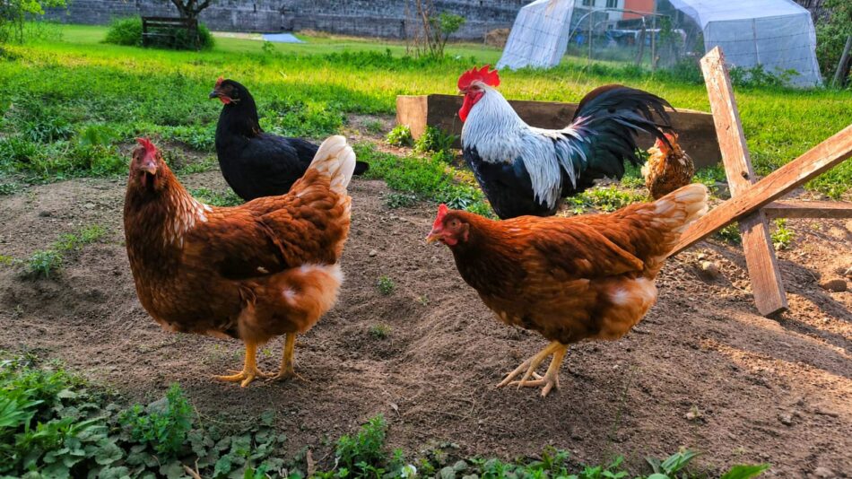 TIONE – “Pianpianèl”, la giovane agricoltura sostenibile che cresce tra orti, api e biodiversità