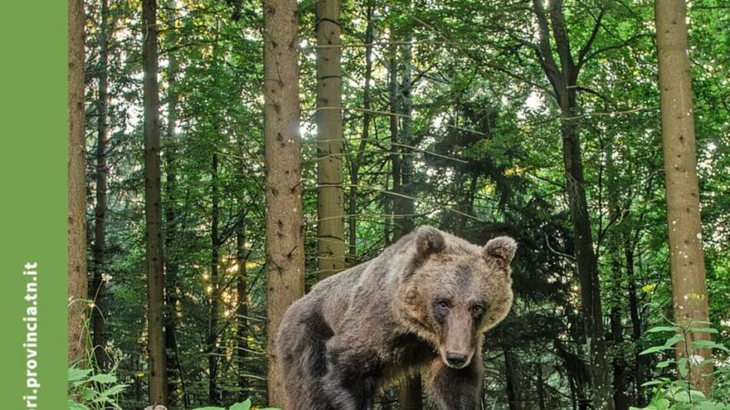 Pubblicato il “Rapporto grandi carnivori 2025”