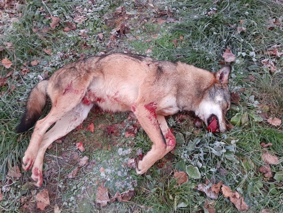 Lupo investito nei pressi di Passo Campo Carlo Magno