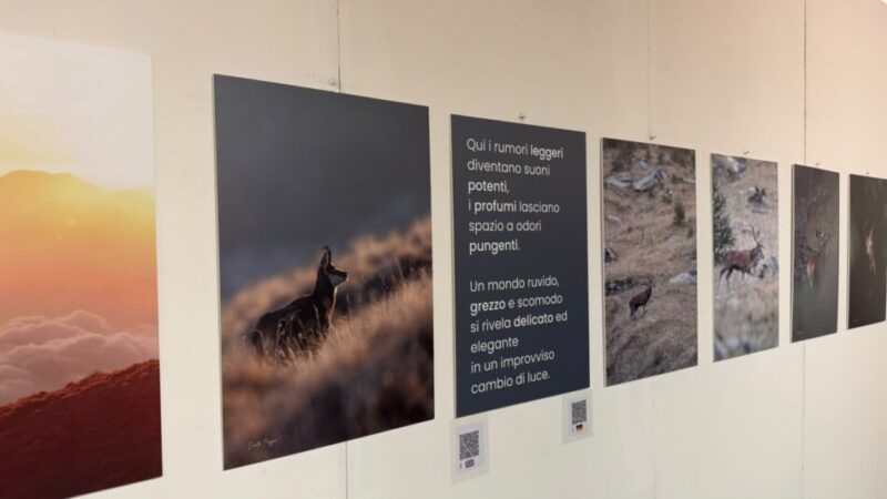 SGRISUL: Un brivido che racconta la montagna e le emozioni