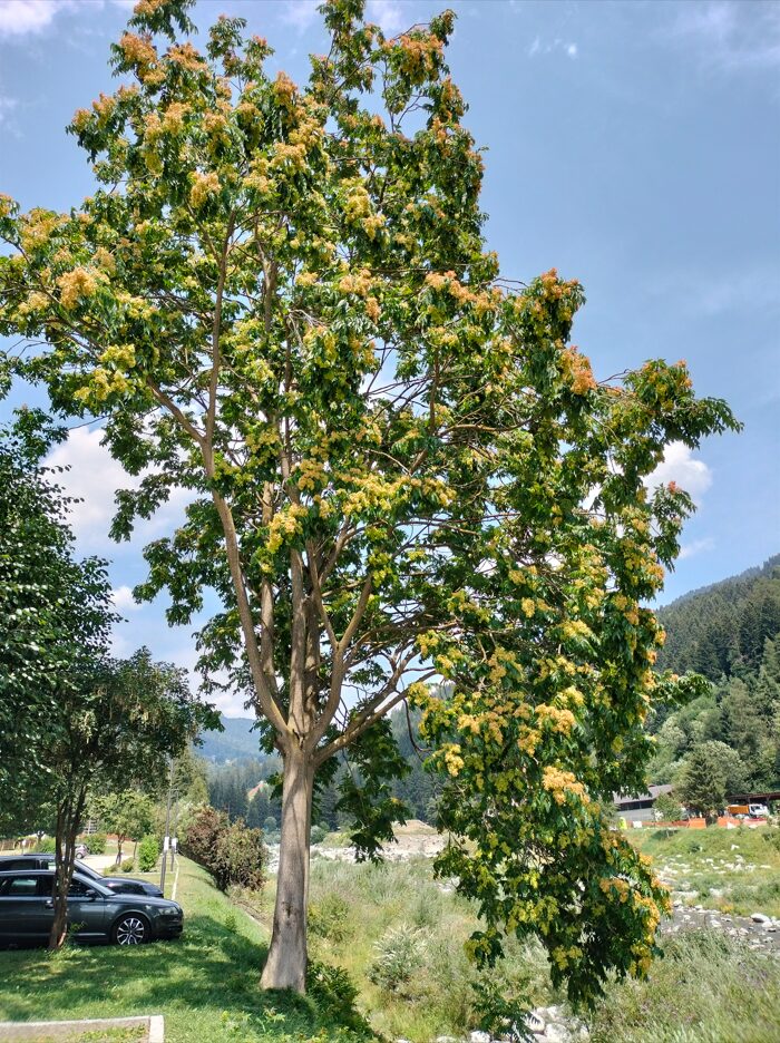 Ailanto: un’altra specie alloctona invasiva è arrivata in Val Rendena