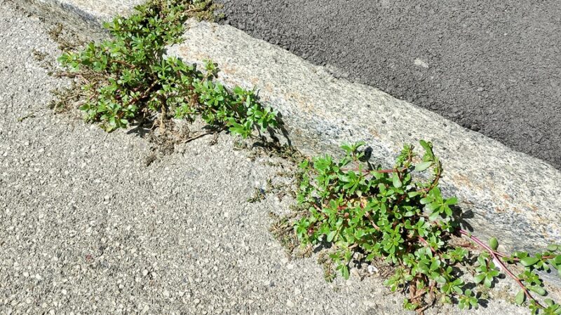 Pinzolo – La portulaca, l’infestante che si può mangiare